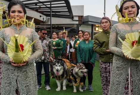 Pernikahan Anjing Gunakan Adat Jawa Banjir Kritikan dan Somasi, Pemilik Acara Minta Maaf