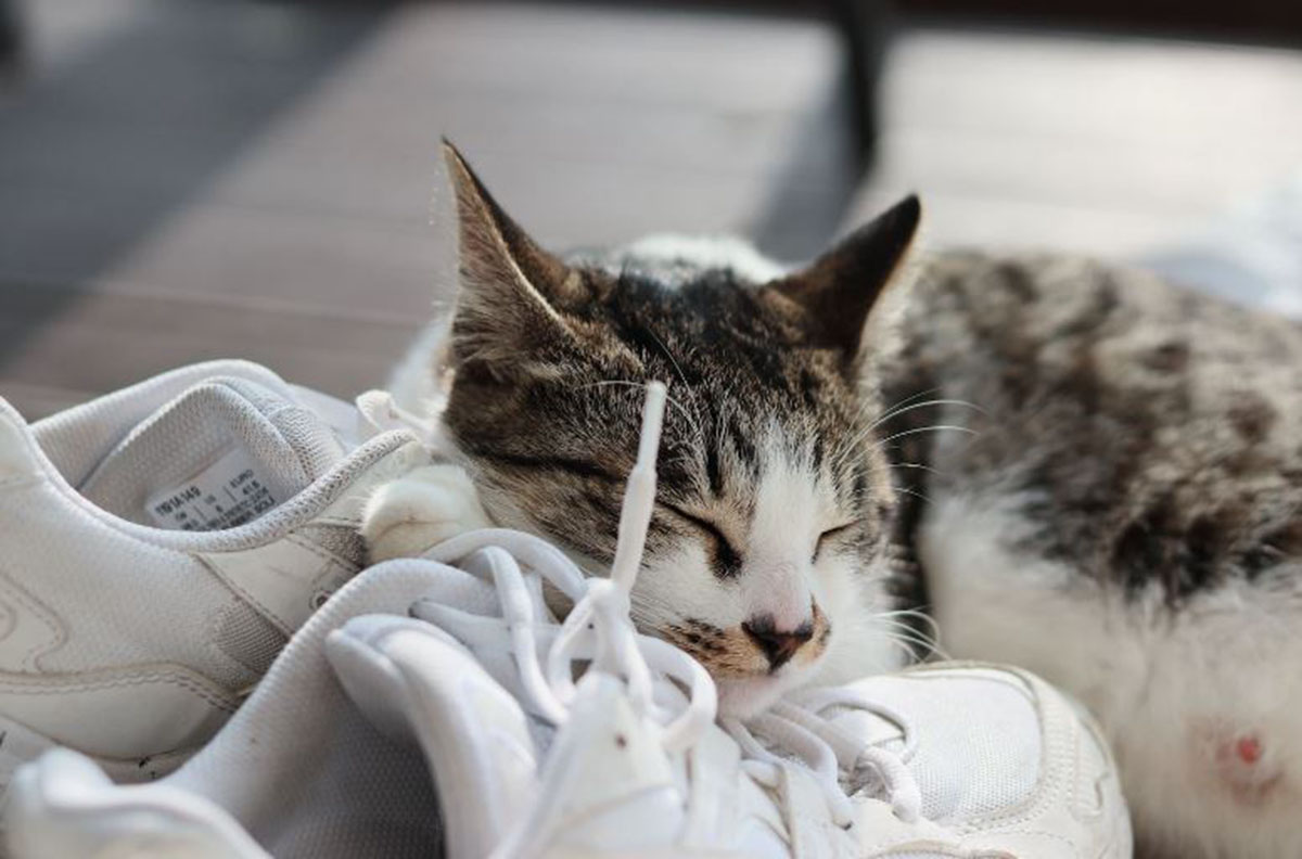 Ternyata Ini Alasan Kucing Menyukai Sepatu Pemiliknya! Bukan Tanda Curiga, tapi Tanda Cinta