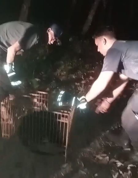 Lutung Jawa Langka Muncul di Kedungwuni, Damkar Pekalongan Evakuasi dan Lepasliarkan ke Hutan Linggoasri