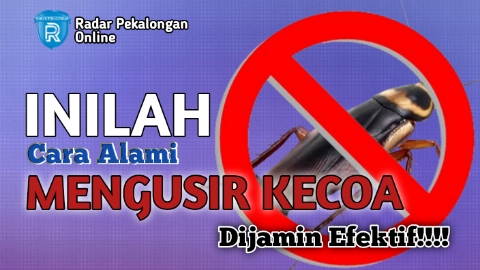 Inilah Cara Alami untuk Mengusir Kecoa dengan Ampuh dan Efektif, Mau Tahu Cara Agar Kecoa Pergi? Ini Caranya