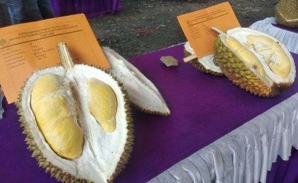 Durian Lokal Lolong Kabupaten Pekalongan, Ada Durian Cempli Hingga Durian Kempet