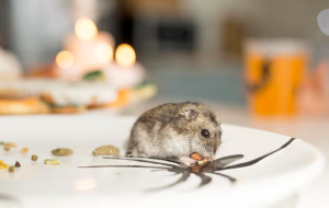 Pantas Tikus Dalam Islam Disebut Hewan Fasik, Ini 7 Penyakit yang Disebabkan Tikus Jika Berkeliaran di Rumah