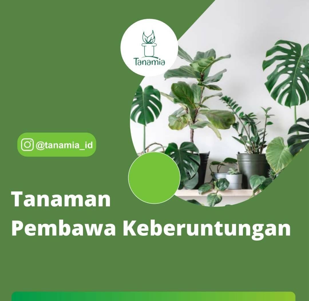 Mau Hoki Wajib Tanam Ini! 5 Tanaman Pembawa Keberuntungan di Depan Rumah, Halaman juga Makin Cantik