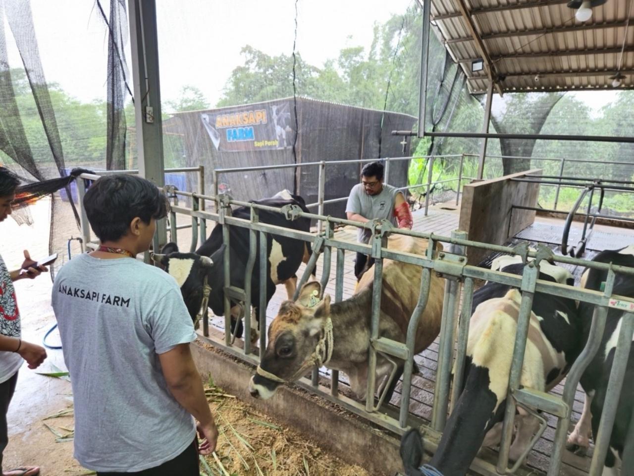 BRI Peduli Tingkatkan Kapasitas Peternak Sapi Perah di Malang Lewat Program Klaster Unggulan