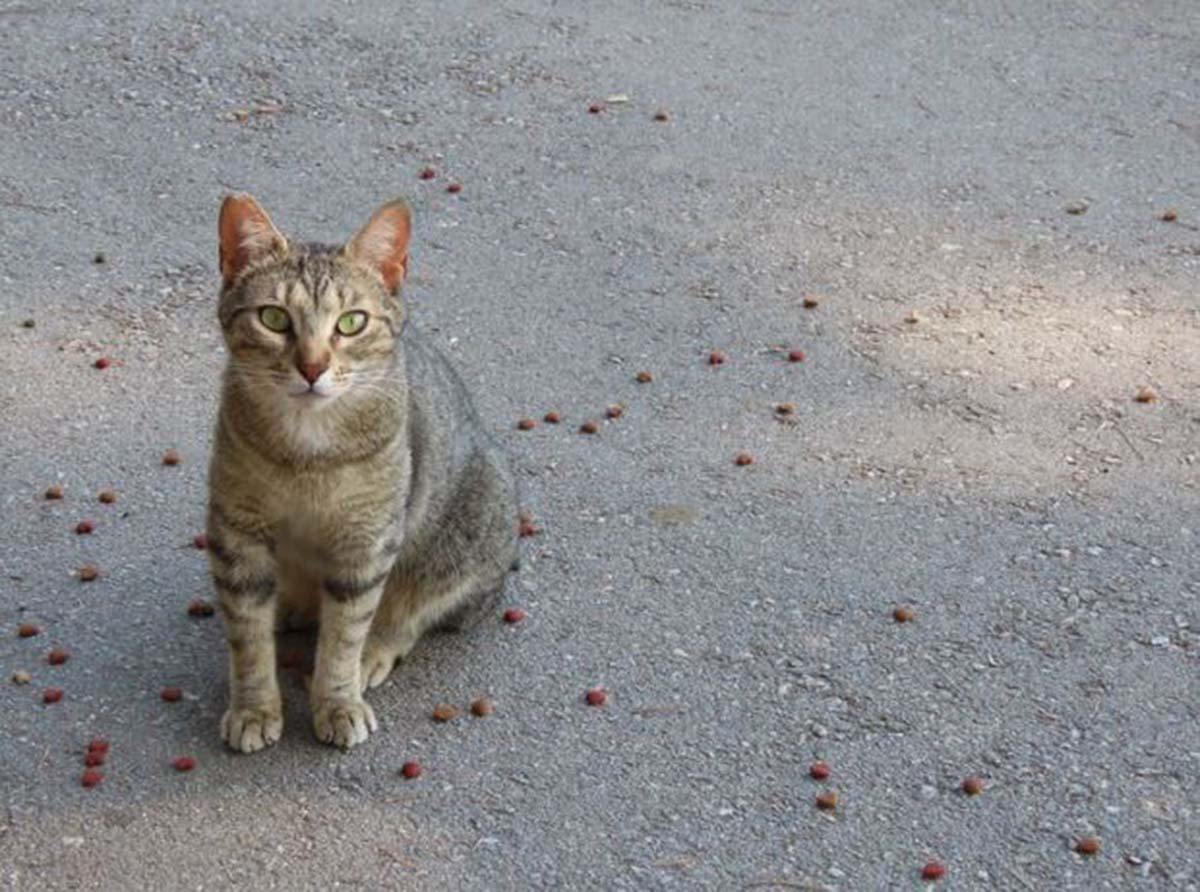 Pakan untuk Kucing Kampung Anti Ribet, Dijamin Cepat Gemuk dan Halus Bulunya. Cobain deh!