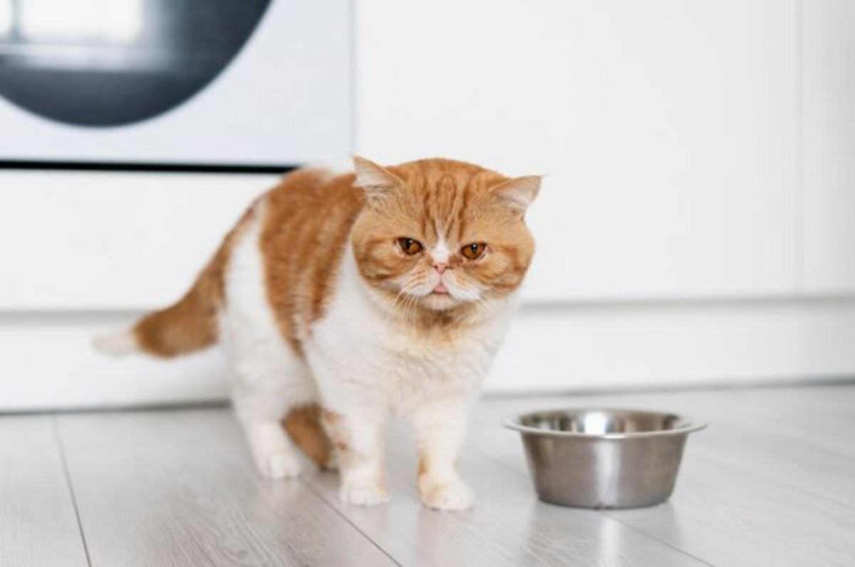 Review Pakan Kucing Meo: Praktis, Terjangkau, dan Cocok untuk Kucing Segala Usia