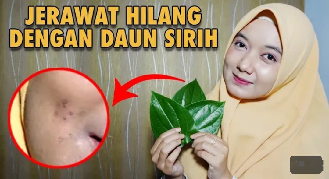 2 Cara Menggunakan Daun Sirih Cina untuk Wajah Usia 50 Tahun Ke Atas, Kulit Glowing Bebas Noda Hitam Permanen