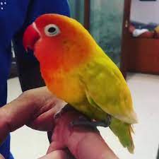 Coba Perhatikan, Ini 4 Ciri Fisik dari Burung Lovebird Petarung