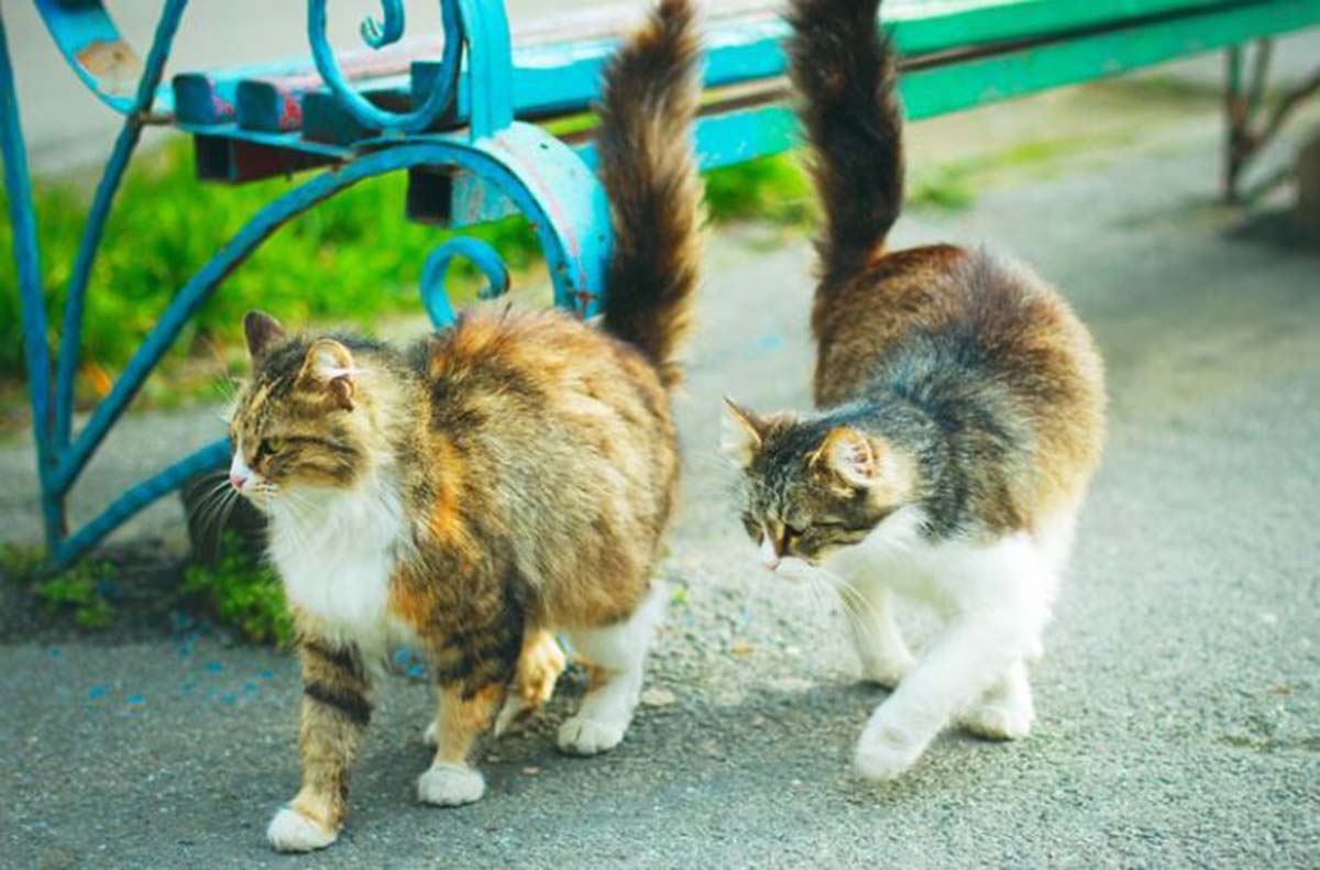 Perbedaan Kucing Anggora dan Kucing Kampung: Mulai dari Fisik Hingga Cara Perawatannya