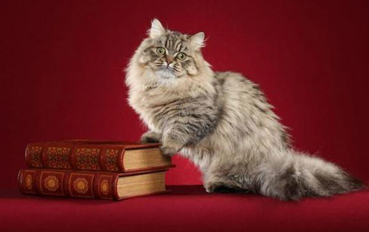 Kenalan dengan Napoleon Minuet, Ras Kucing Persia Kaki Pendek yang Mini dan Manja