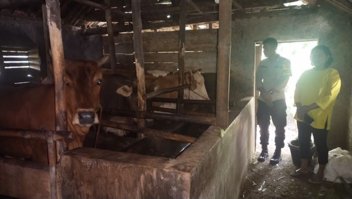 Sapi Mati Diserang Penyakit Mulut Dan Kuku, Peternak di Kabupaten Pekalongan Merugi