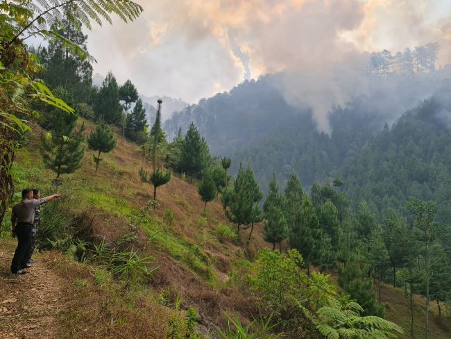 Kebakaran Hutan Pinus di Petak 51 RPH Paninggaran, Medan Ekstrem di Perbukitan dan Sulit Dijangkau