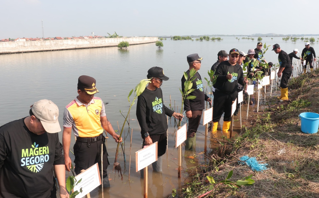 Pemkot Pekalongan Tanam Ribuan Mangrove di Dua Lokasi, Dukung Gerakan “Mageri Segoro” Serentak se-Jawa Tengah