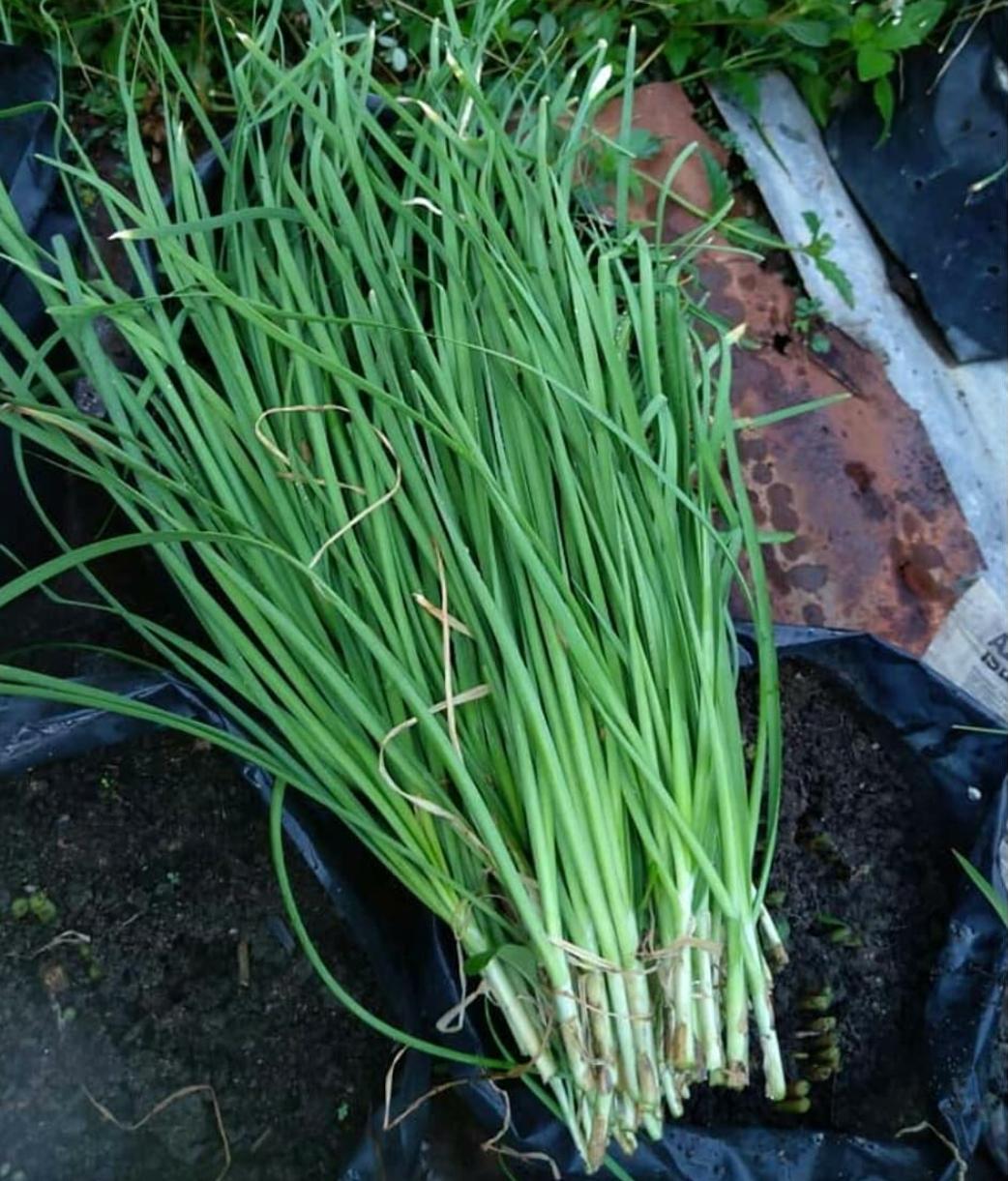 Perhatikan! 3 Cara Memanen Tanaman Kucai dengan Baik, Cek Fakta dan Kebenarannya