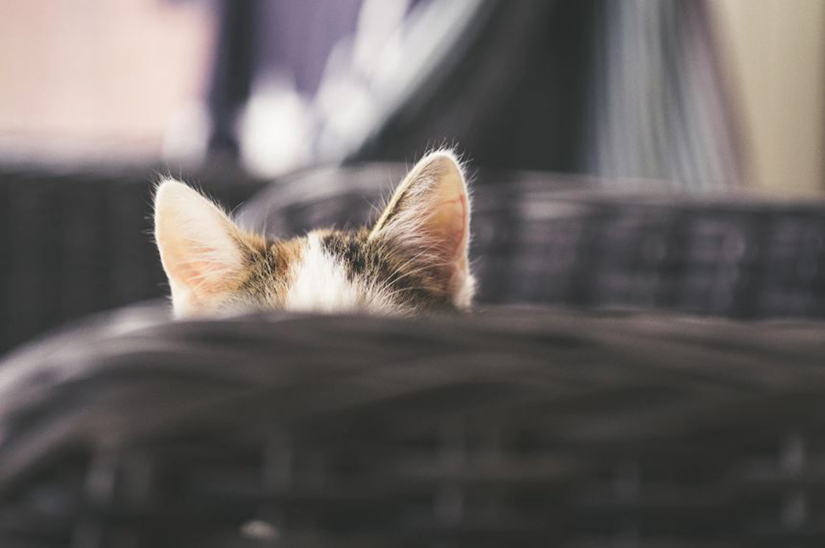 Cara Merawat Telinga Kucing yang Ampuh, Dijamin Kucingmu Bebas dari Tungau dan Infeksi Telinga
