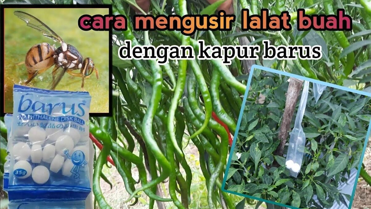 Terbukti Manjur! Begini Cara Menggunakan Kapur Barus agar Bunga dan Buah Cabai Tidak Rontok