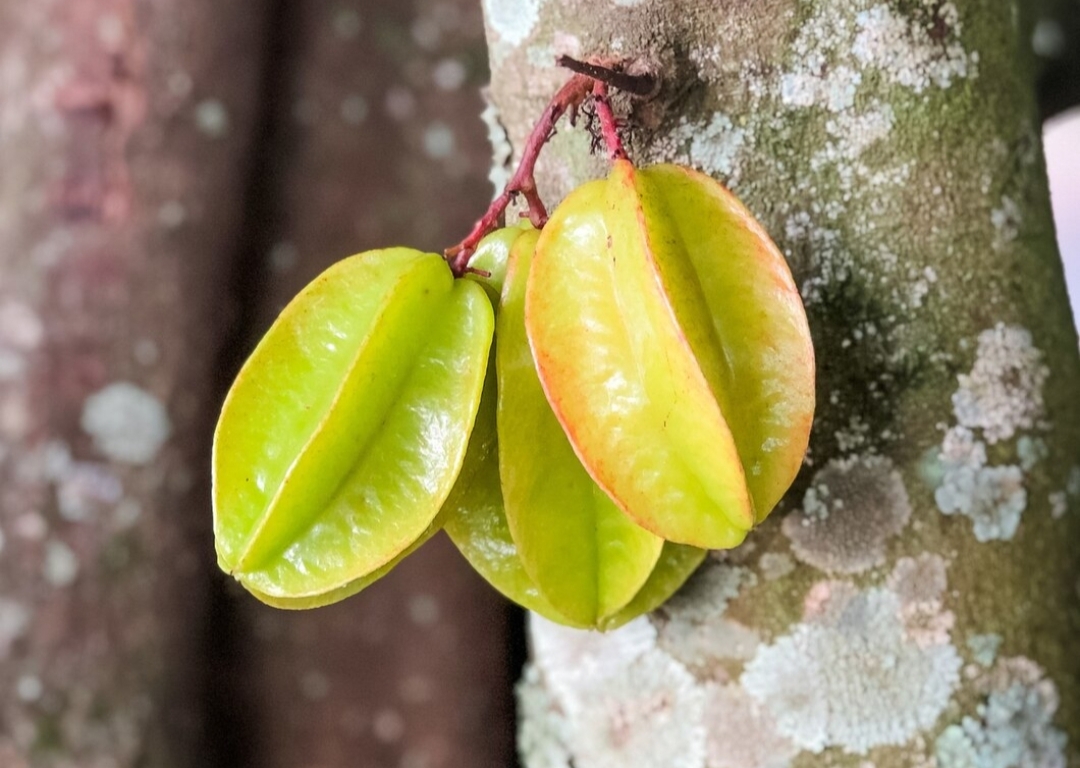 Selain Memiliki Rasa yang Enak, Inilah 5 Buah yang Dapat Menurunkan Berat Badan, Banyak yang Cocok!