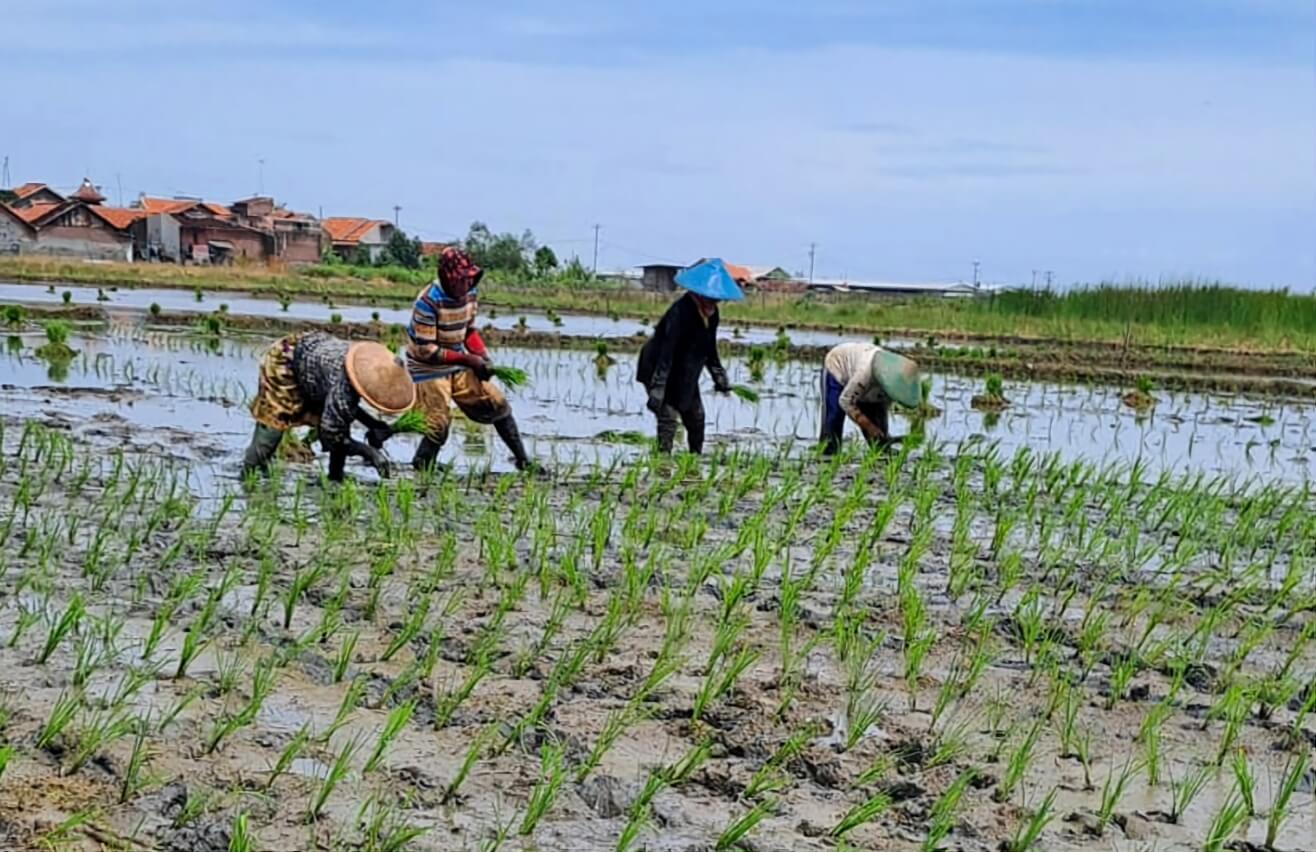 Revitalisasi Lahan Pertanian Eks Terdampak Rob di Degayu Kota Pekalongan Dimulai, Petani Kembali Menanam Padi