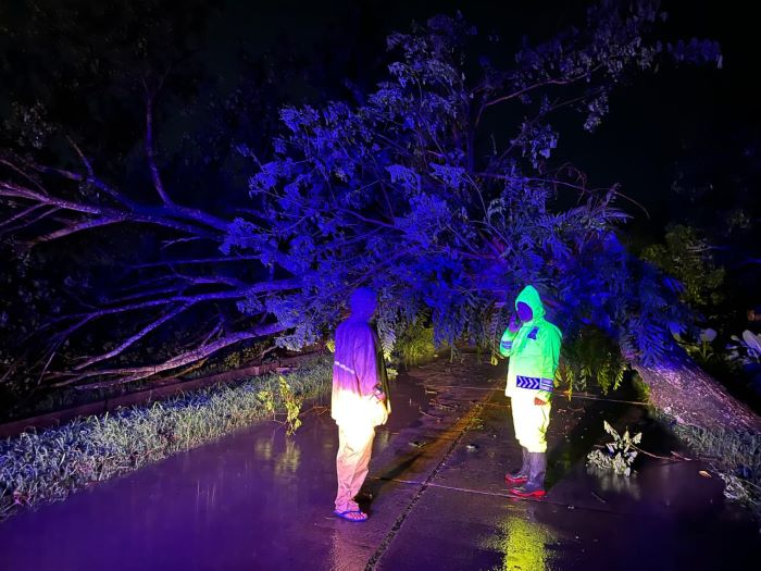 Jalur Sragi-Bojong Lumpuh Akibat Pohon Tumbang