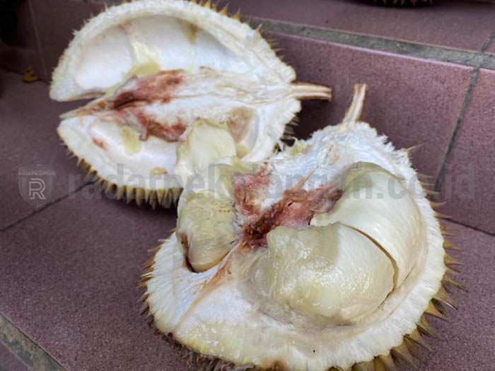 Sosial Eksperimen Beli Durian 'Celeng' di Exit Tol Kandeman, Pedagang Bingung Ditanya Beli dari Mana, Ternyata