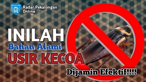 Buktikan Sendiri! Inilah Bahan Alami yang Mudah Usir Kecoa Mengganggu