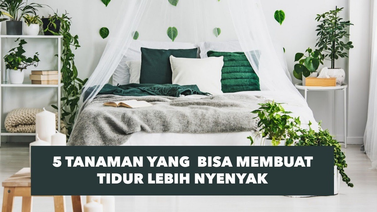 Bikin Tidur Lebih Nyenyak, Inilah 5 Tanaman Hias yang Dapat Membantu Tidur Menjadi lebih Nyenyak, Apa Saja?