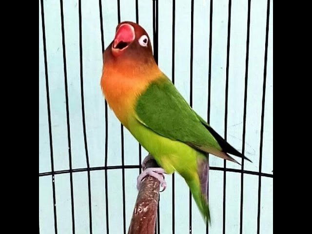 Pecinta Lovebird Wajib Tahu! 4 Produk Vitamin Terbaik untuk Burung Lovebird Beserta Cara Pakainya