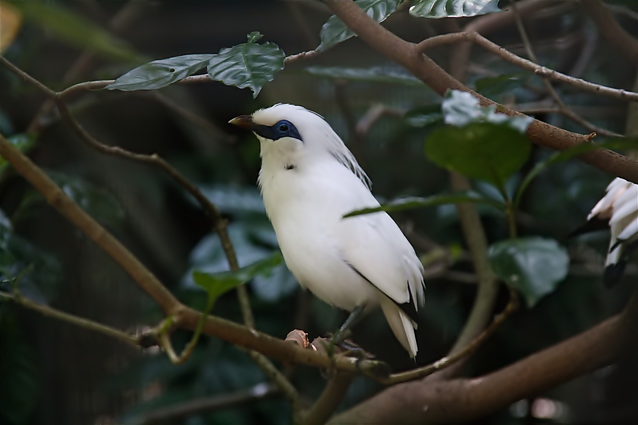 Mengenal Pesona Jenis Burung Jalak yang Memilki Keunikan Tersendiri di Indonesia