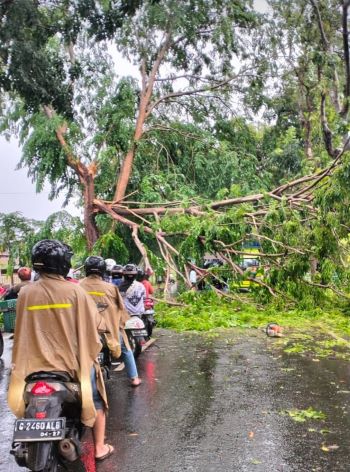 Hujan Deras, Pohon Peneduh Jalan Tumbang di Jalan Raya Kayugeritan