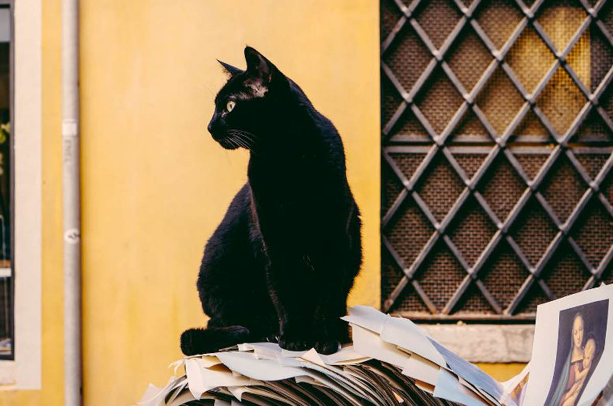 Tak Sekedar Bawa Sial, Mitos Kucing Hitam Menurut Primbon Jawa Ternyata Juga Bisa Bawa Rezeki!