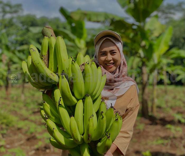 Jadi Petani Milenial Batang, Ade Dapat Tambahan Uang 