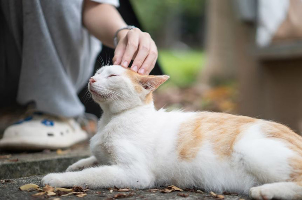 Tanda Kucing Sayang Kita jika Dilihat dari Tingkah Lakunya: Dijamin Bikin Hati Kamu Meleleh