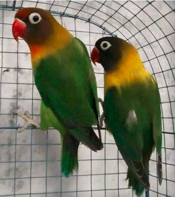 Peluang Menang Meningkat, Ini 5 Jenis Lovebird yang Bisa Dilombakkan Kicauannya