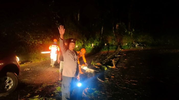 Pohon Tumbang Tutup Jalan Raya Paninggaran - Kajen, Jalan Provinsi Sempat Tertutup