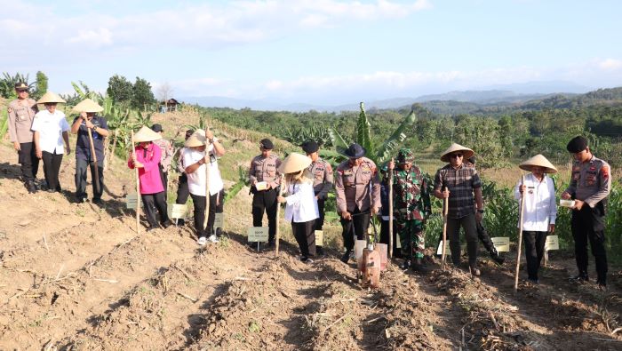 Dukung Swasembada Pangan 2025, Polres Pekalongan Tanam Jagung Serentak di Lahan Perhutanan Sosial