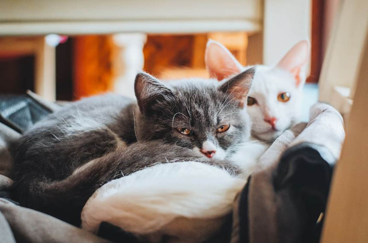 Punya Banyak Kucing, Begini Cara Raditya Dika Cegah Penularan Toksoplasmosis Kucing ke Istri yang Lagi Hamil