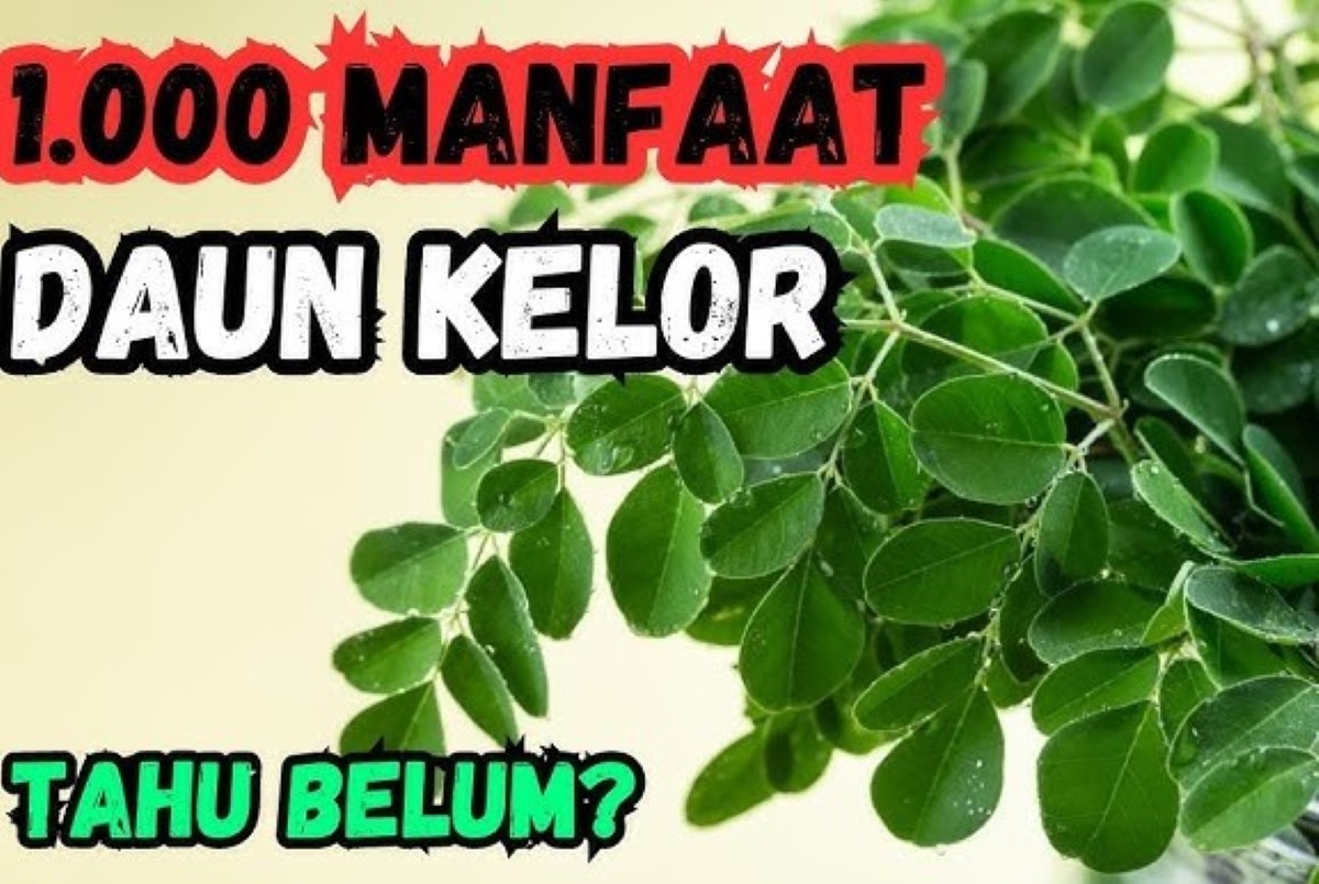 Tidak Hanya Sebagai Obat Muntaber! Inilah 5 Manfaat Daun Kelor untuk Kesehatan Bisa Bikin Awet Muda Lho