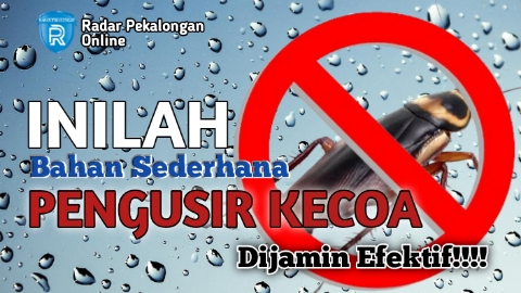 Mau Tahu Bahan Sederhana yang Bisa Menjadi Pengusir Kecoa di Rumahmu? Ini Dia 4 Bahannya