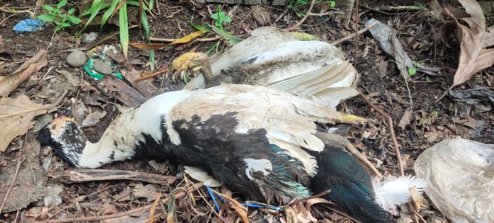 Unggas di Pekalongan Mati Mendadak, Diduga Terserang Flu Burung