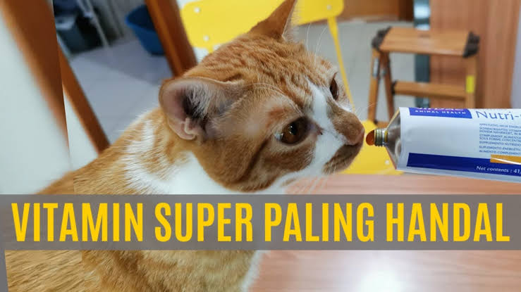 Sudah Terbukti, Inilah Vitamin untuk Kucing yang Bagus, Langsung Saja Cobain!