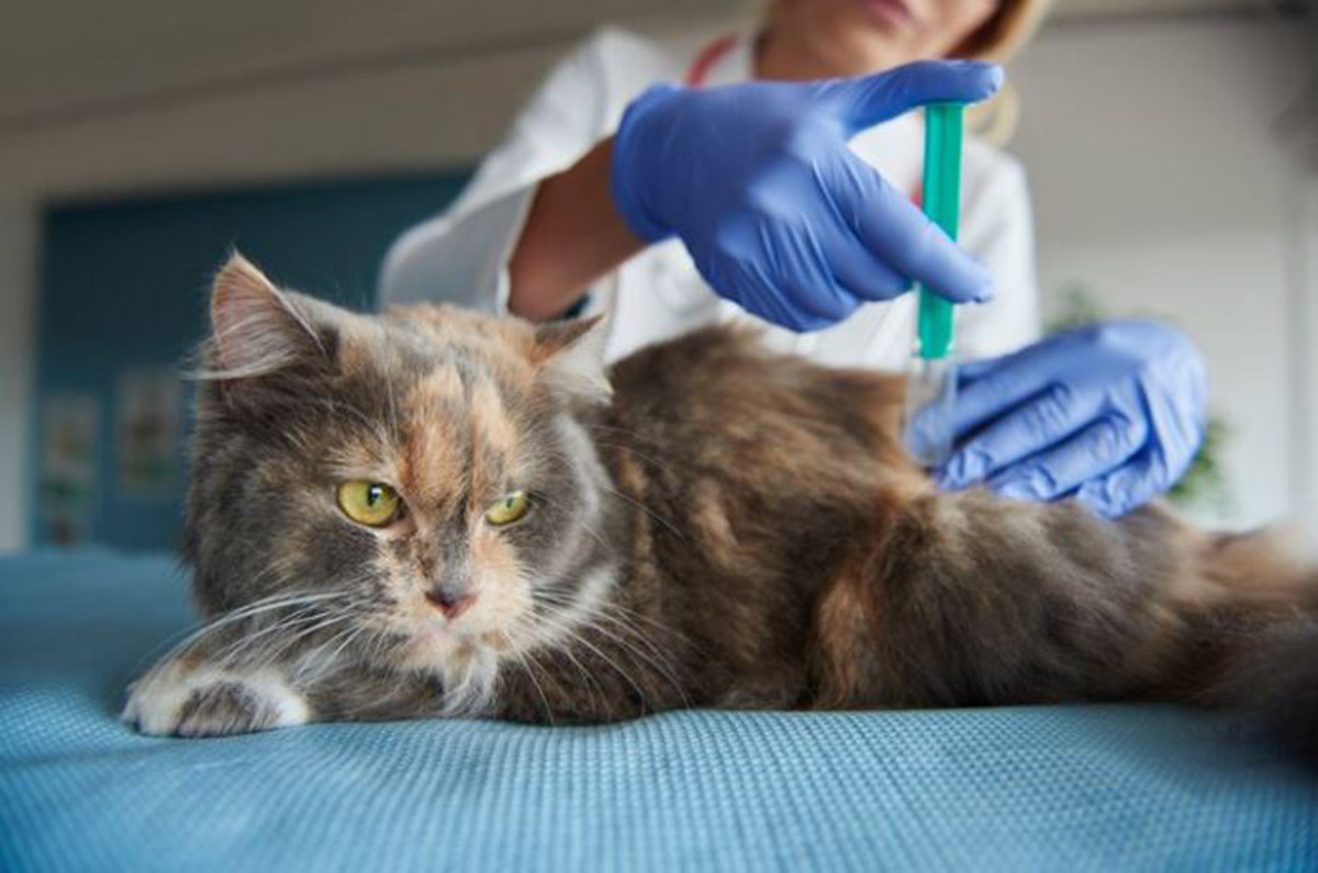 Cari Tahu Panduan Lengkap Jenis Serta Jadwal Vaksin Kucing: Langkah Bijak untuk Menjaga Kesehatan Anak Bulu