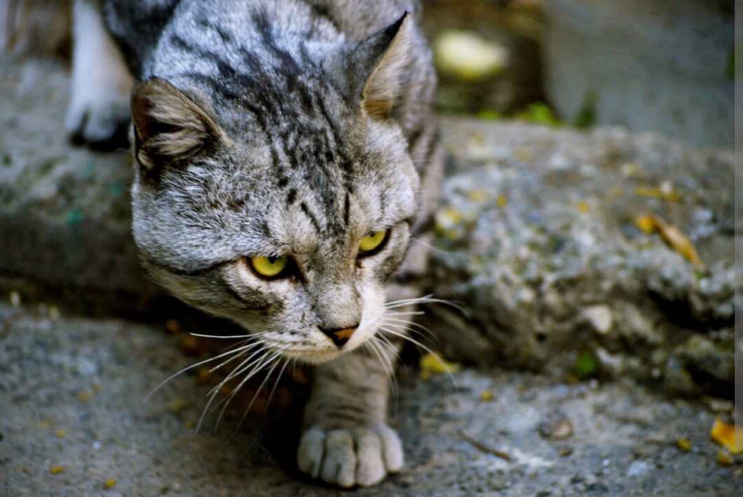 Baru Pelihara Kucing, Inilah Cara Agar Kucing Nurut, Dijamin Gak Nakal!