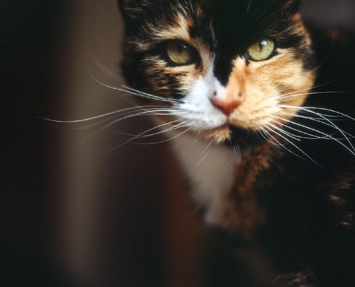 Ini Dia Mitos Kucing Kembang Telon Menurut Primbon Jawa yang Diyakini Bisa Membawa Berkah Jika Dipelihara!