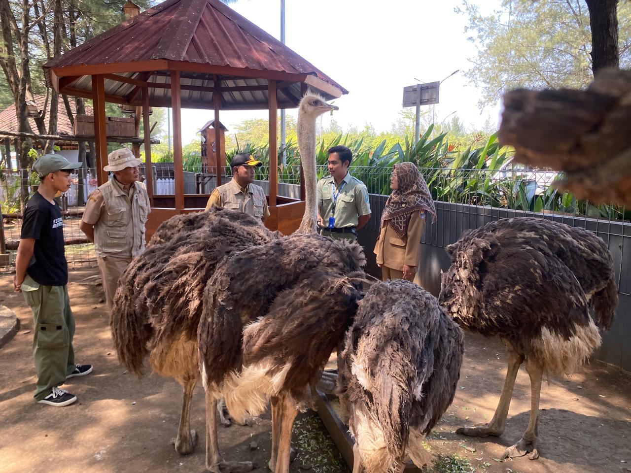 Dipastikan Bebas Antraks, Safari Beach Jateng Batang Bakal Kirimkan Burung Unta ke Safari Bali