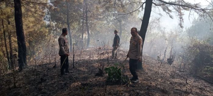 3 Hektare Hutan Pinus di Notogiwang Pekalongan Terbakar, Lokasi Tak Jauh dari SMP Satap Notogiwang