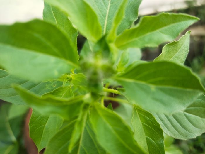 5 Efek Samping Daun Kemangi bagi Kesehatan, Meskipun Kaya Manfaat Tetap Konsumsi dengan Bijak