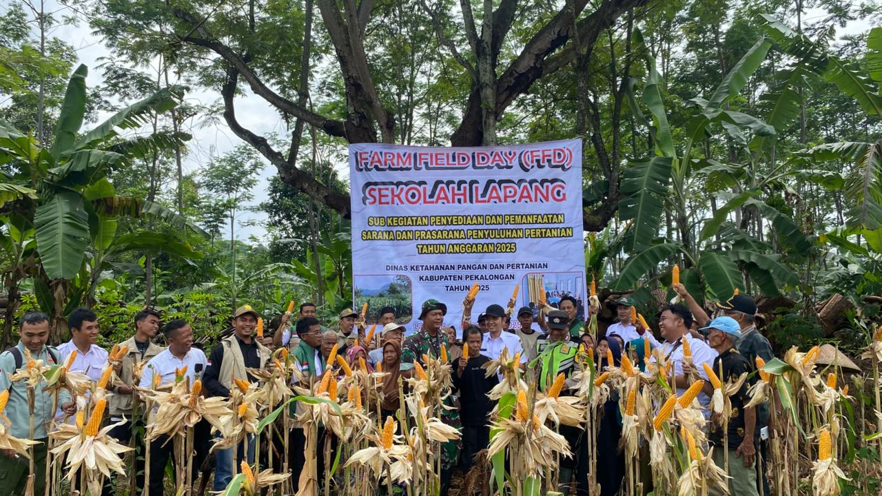 Panen Demplot Jagung di Lambur Tunjukkan Keberhasilan Program Sekolah Lapang Kabupaten Pekalongan