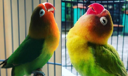 Pecinta Lovebird Harus Tahu! 5 Karakteristik dari Burung Lovebird, Awas Salah Penanganan