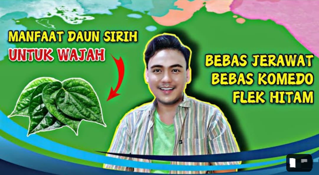 Manfaat Daun Sirih Cina untuk Wajah Lengkap Dengan 2 Cara Pakai untuk Menghilangkan Noda Hitam Dalam Semalam