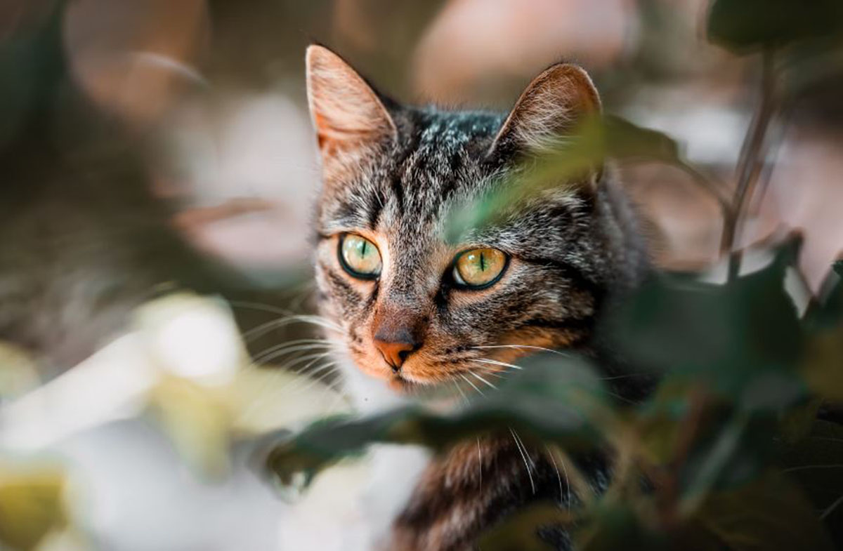 Wajib Dicoba! Inilah Cara Membuat Obat Cacing Kucing dari Bahan Alami yang Akan Menyelamatkan Anabulmu
